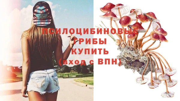 PSILOCYBIN Алагир